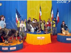 фотография de Exposition Canine Internationale
