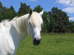 picture of Promenades a cheval