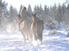 фотография de Le cheval devance l'araire