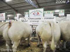 photo de Concours agricole des animaux de boucherie